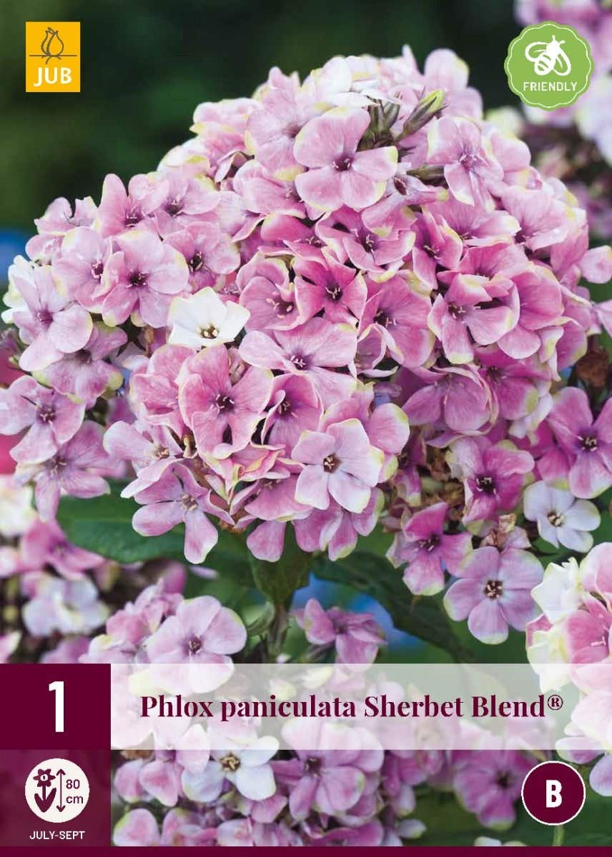 Phlox Paniculata Sherbet Blend®