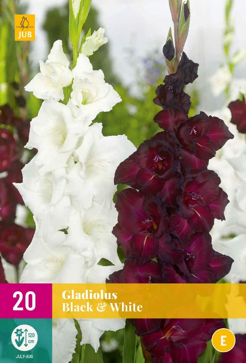 Gladiolus Black & White