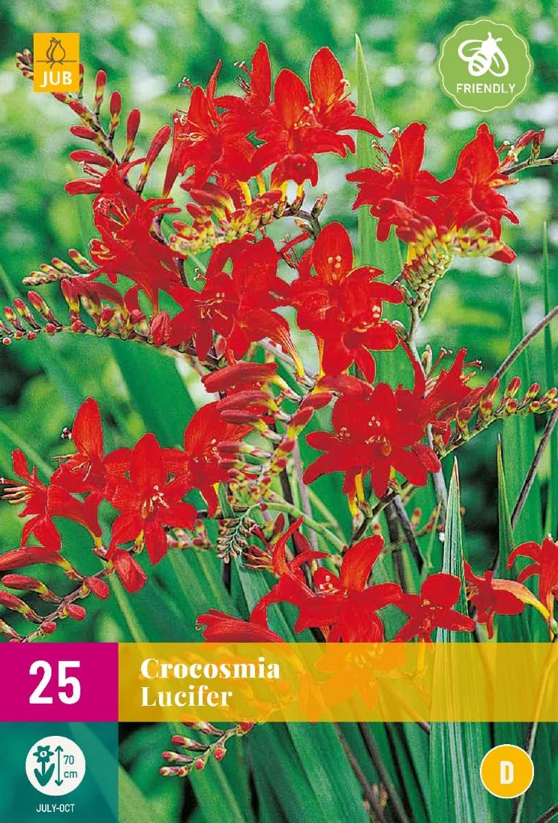 Crocosmia Lucifer