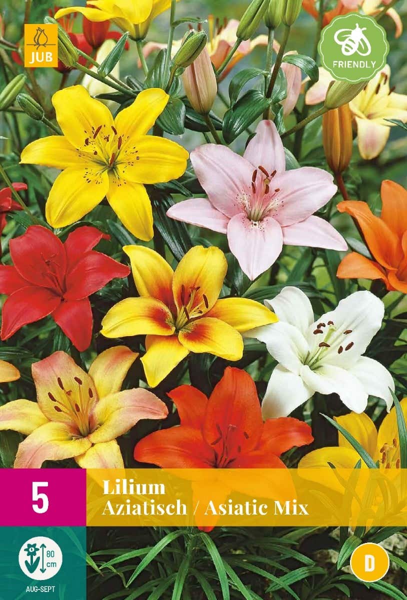Lilium Aziatisch Mix
