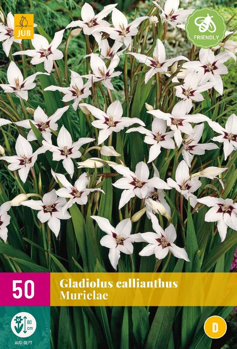 Gladiolus Callianthus