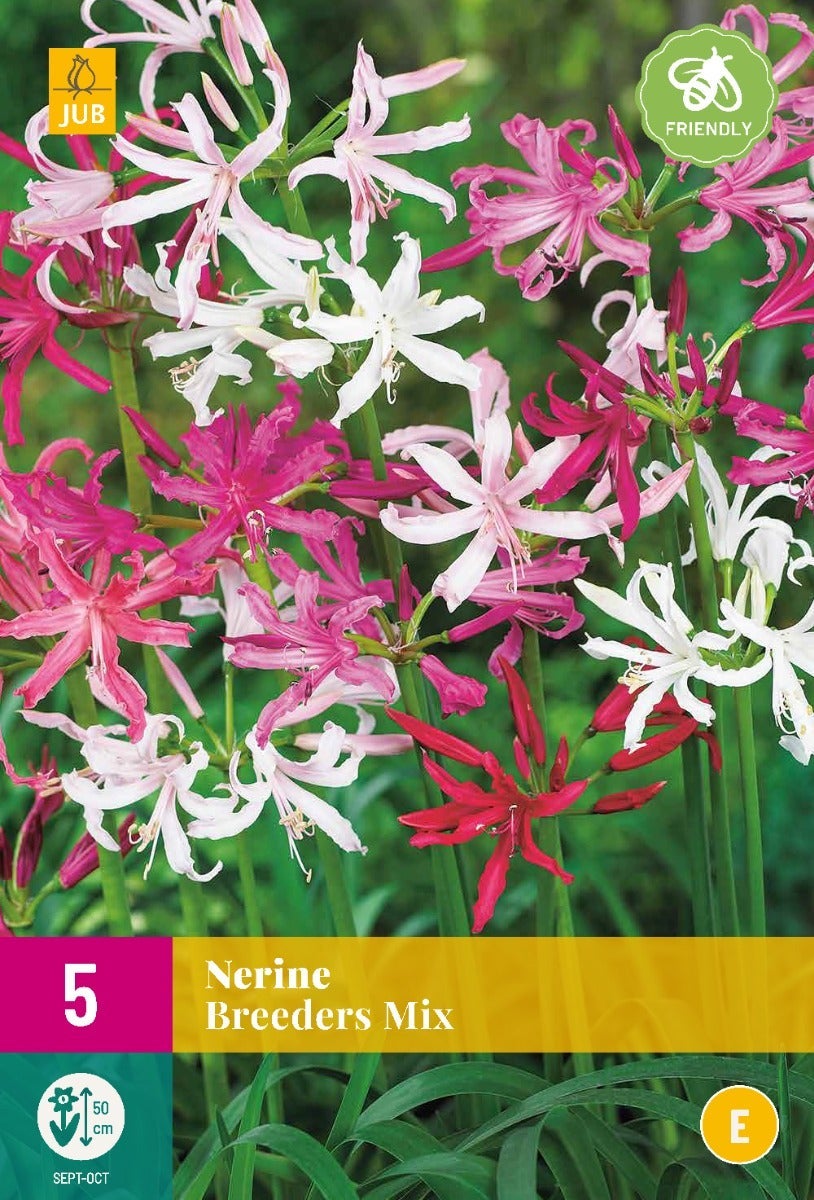 Nerine Breeders Mix