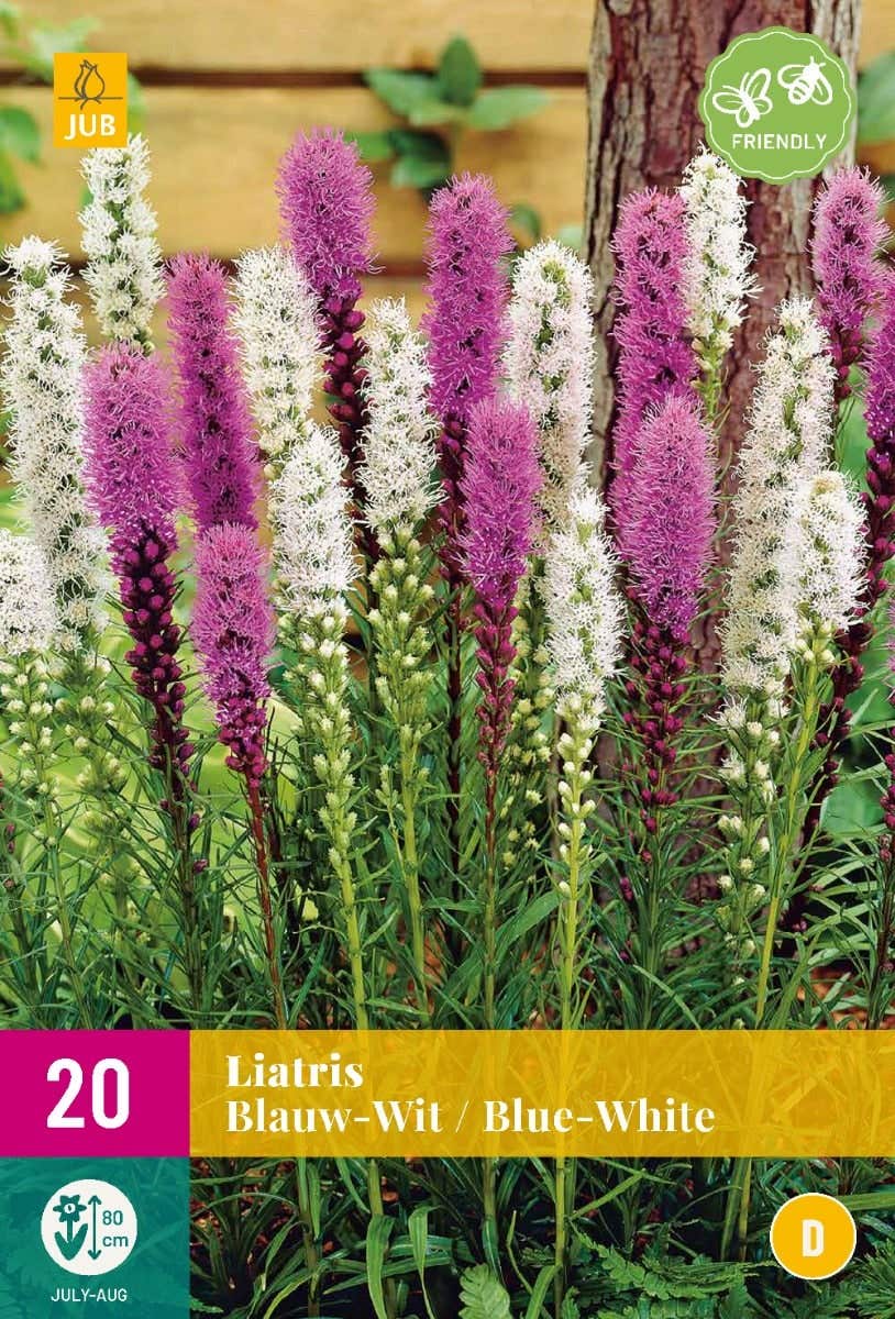 Liatris Blauw-Wit