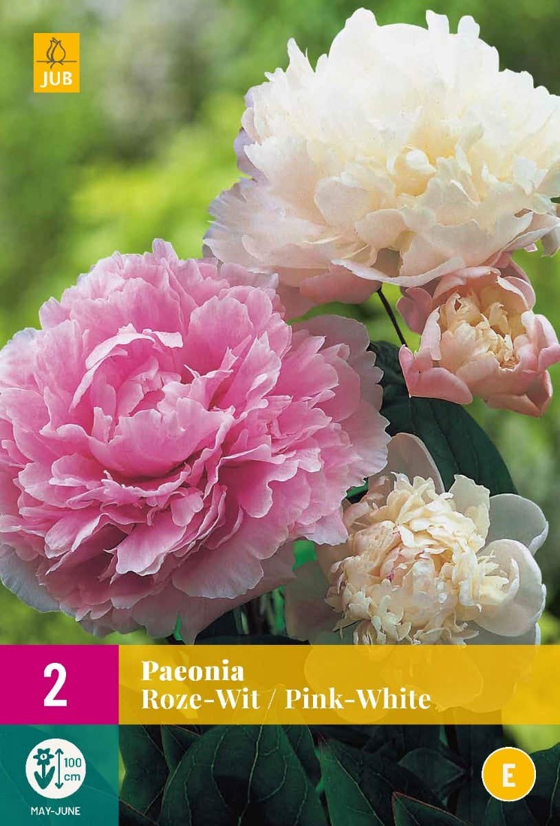 Paeonia Roze-Wit