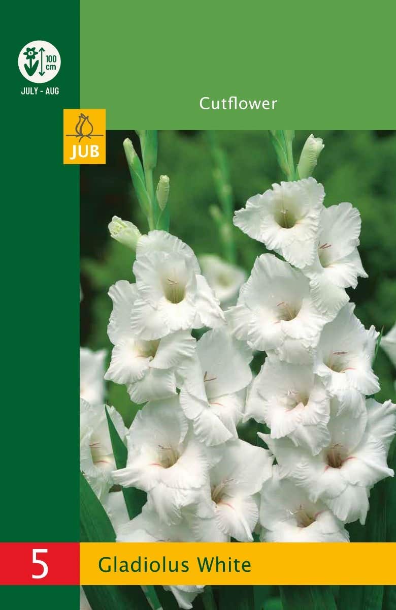 Low Budget Gladiolus White