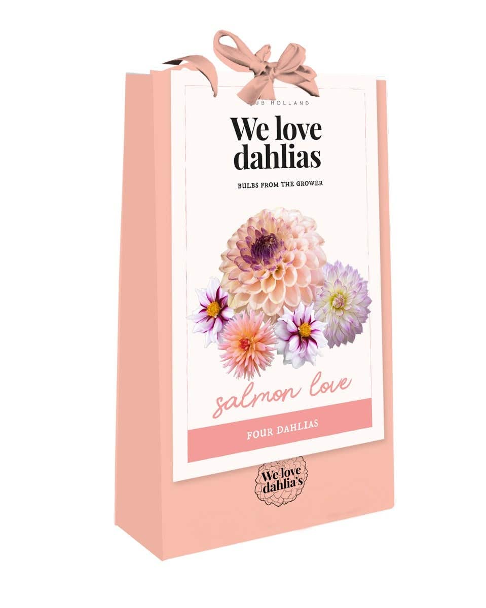 Tas 'We Love Dahlias' Salmon Love