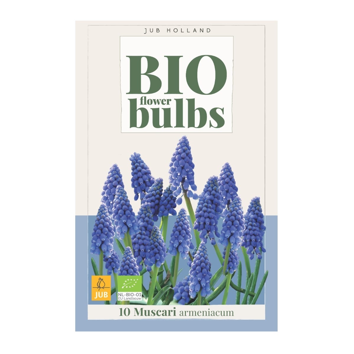 JUB Holland Bloembollen Blauwe druifjes (Muscari 'Armeniacum') Biologisch 10 stuks