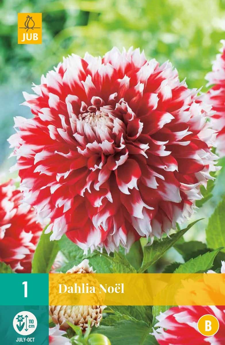 Dahlia Noël