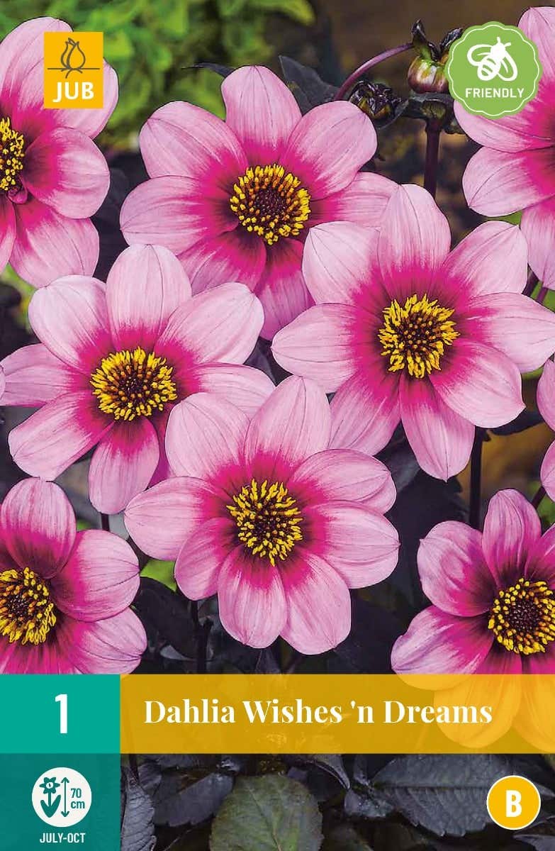 Dahlia Wishes 'N Dreams