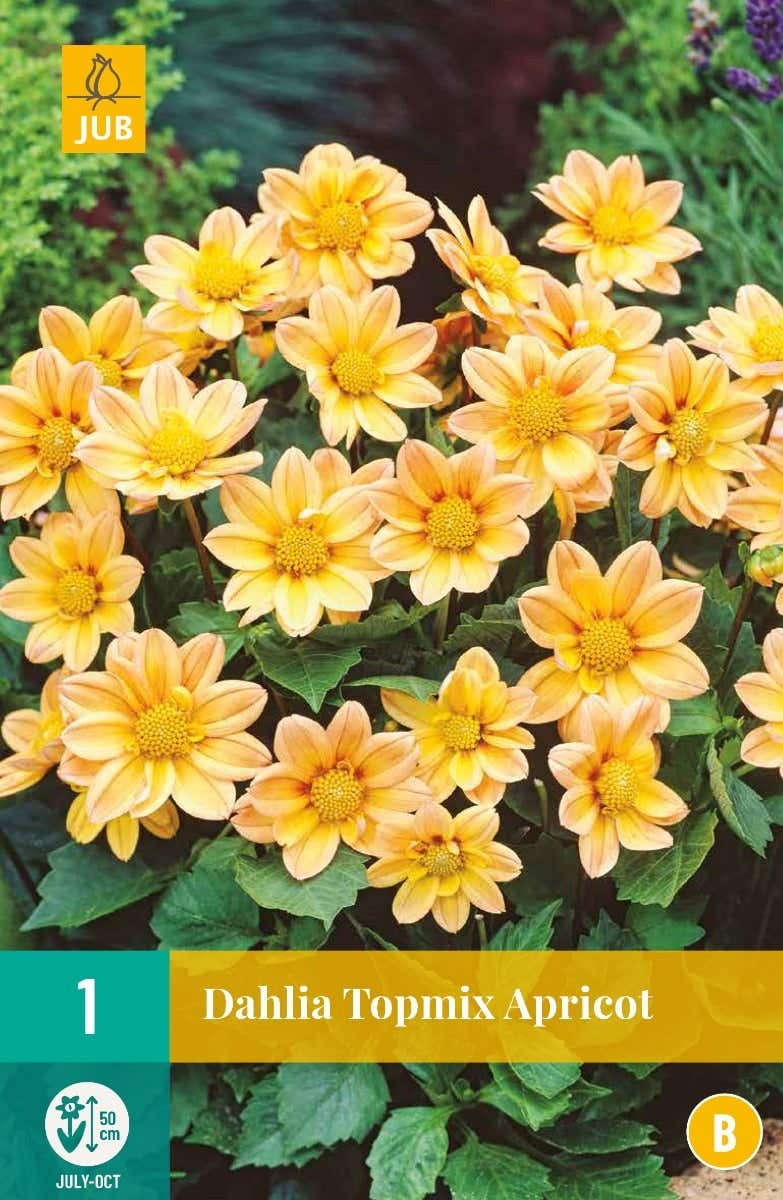 Dahlia Topmix Apricot