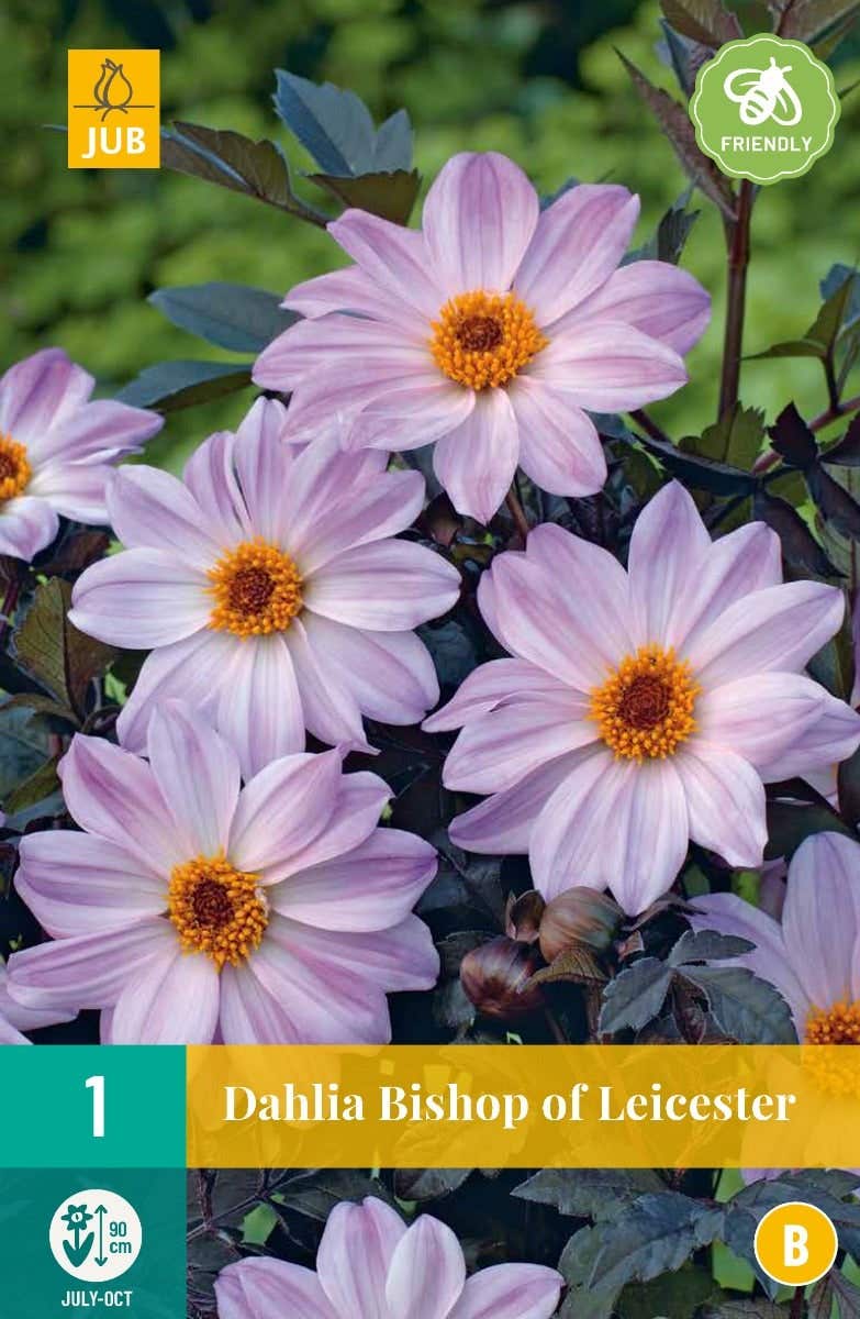 Dahlia Bishop Of Leicester