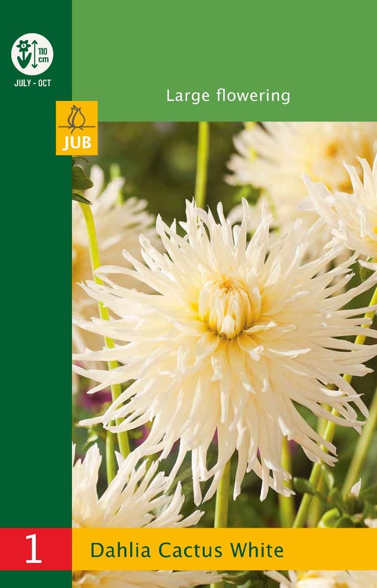 Low Budget Dahlia Cactus White