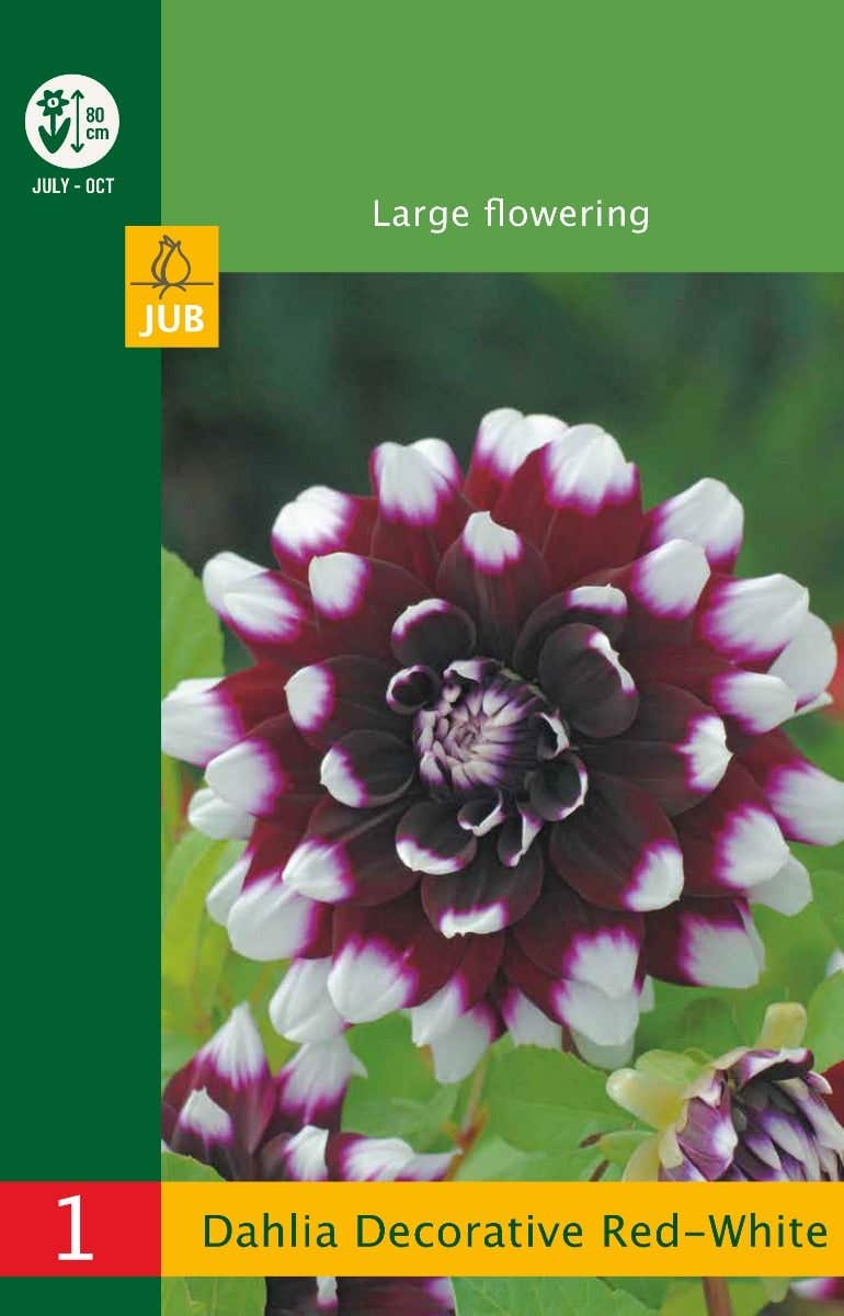 Low Budget Dahlia Decorative Red-White