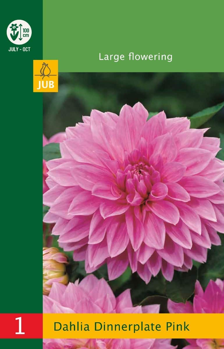 Low Budget Dahlia Dinnerplate Pink