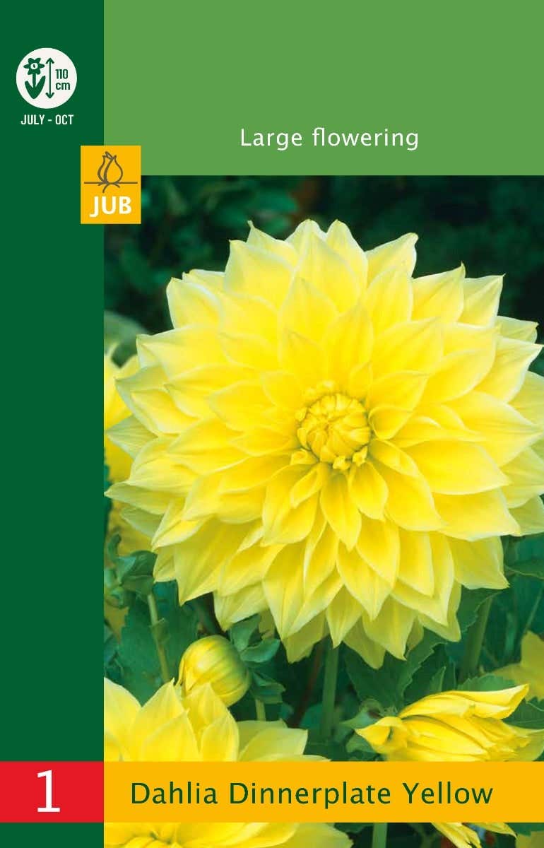 Low Budget Dahlia Dinnerplate Yellow