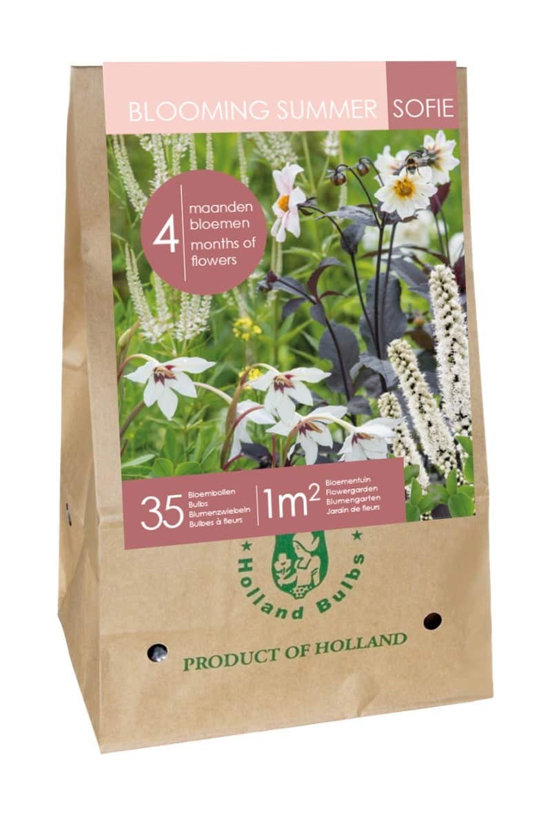 Zak Blooming Summer 'Sofie