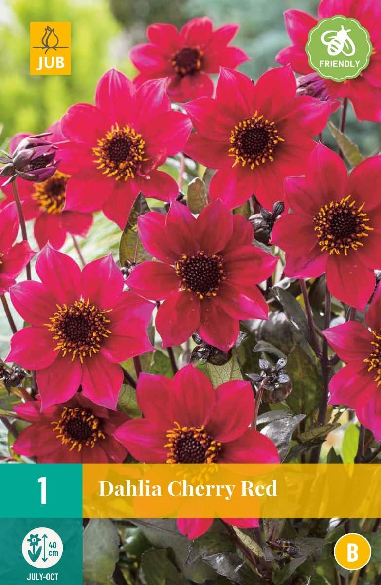 Dahlia Cherry Red