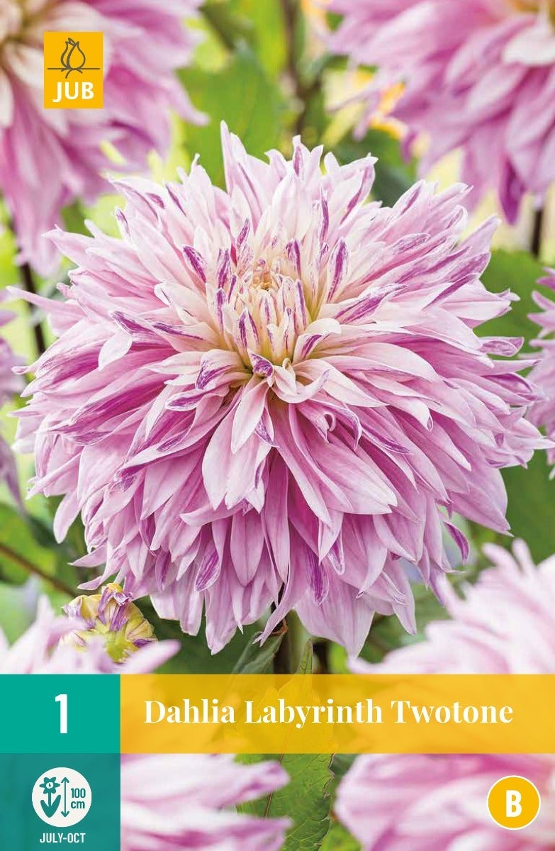 Dahlia Labyrinth Twotone