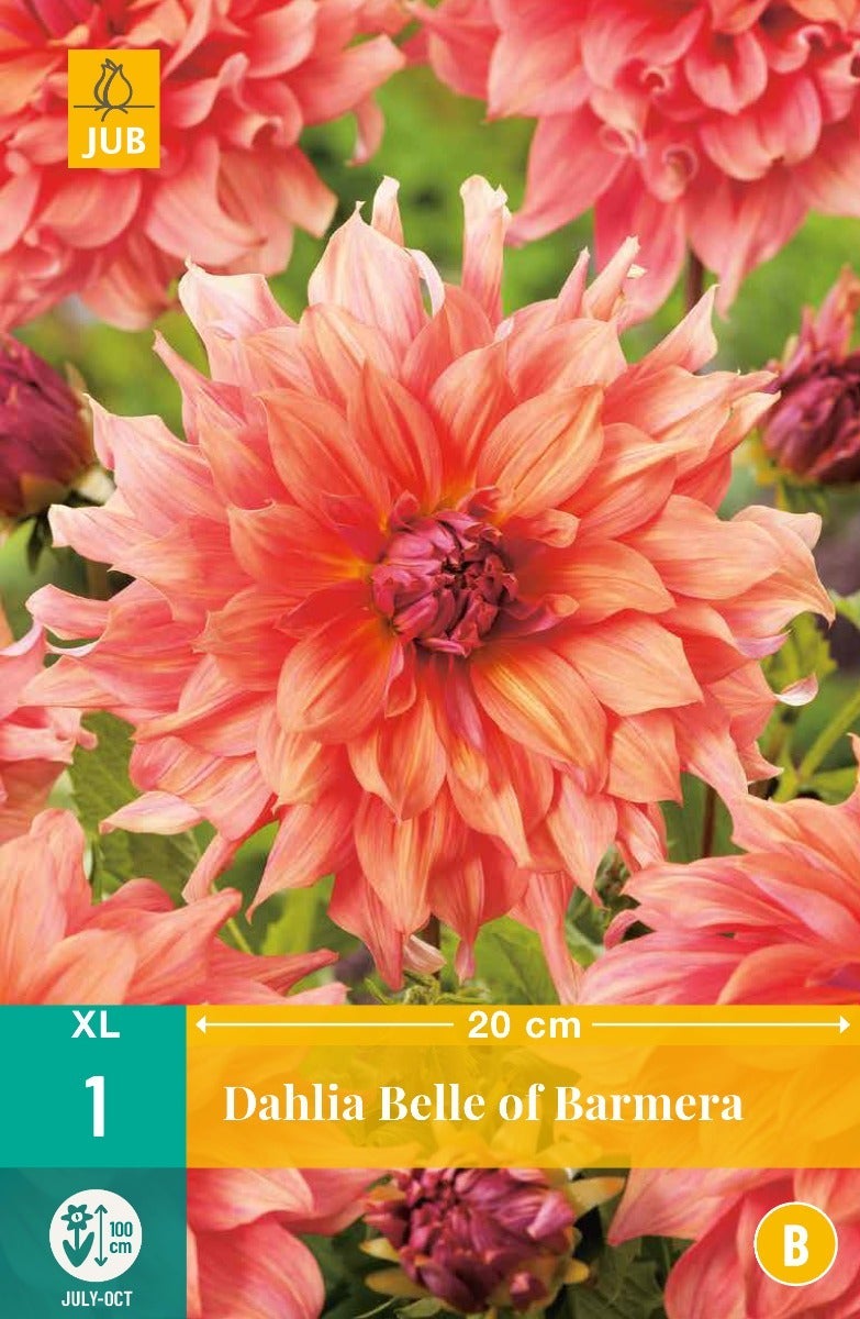 Dahlia Belle Of Barmera