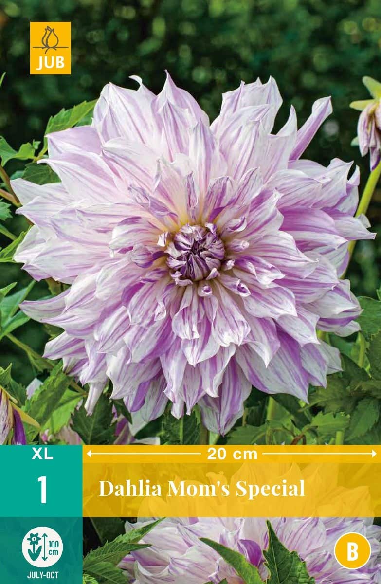 Dahlia Mom'S Special