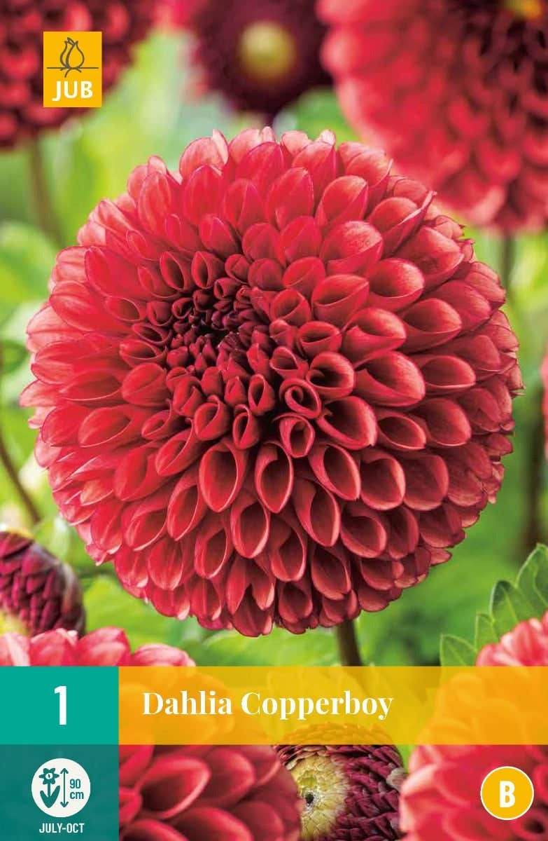 Dahlia Copperboy