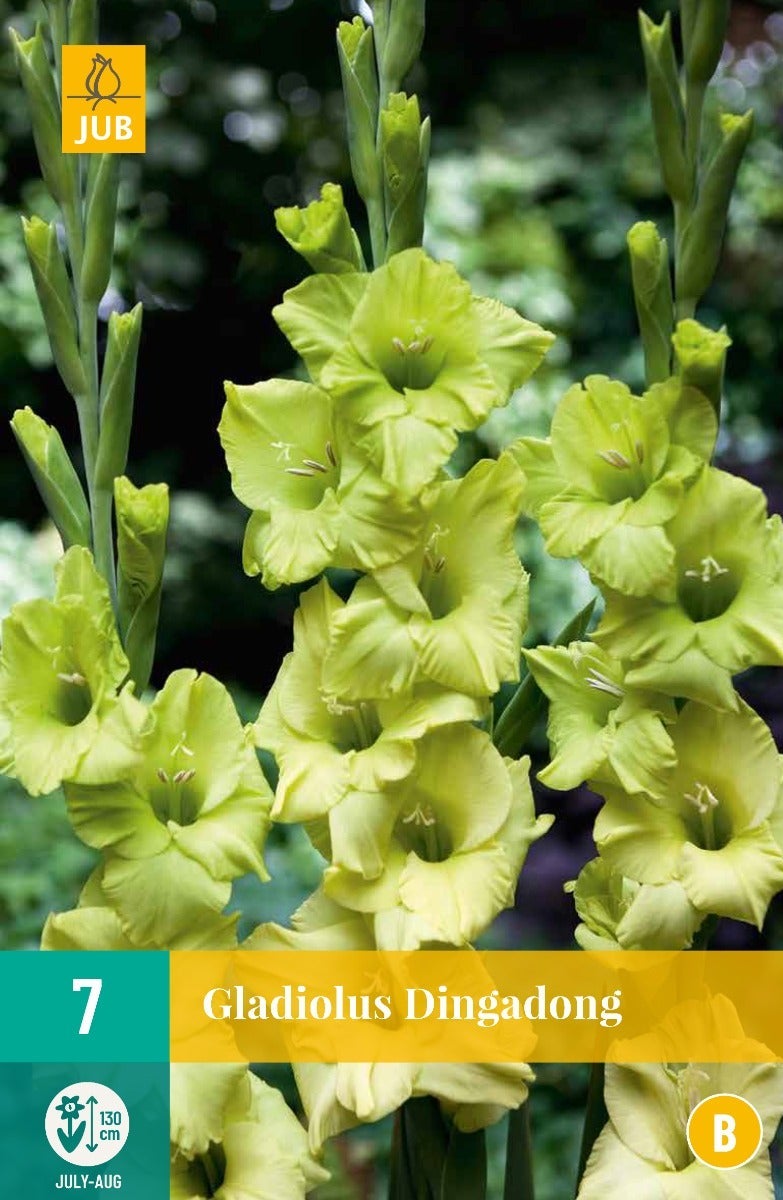 Gladiolus Dingadong