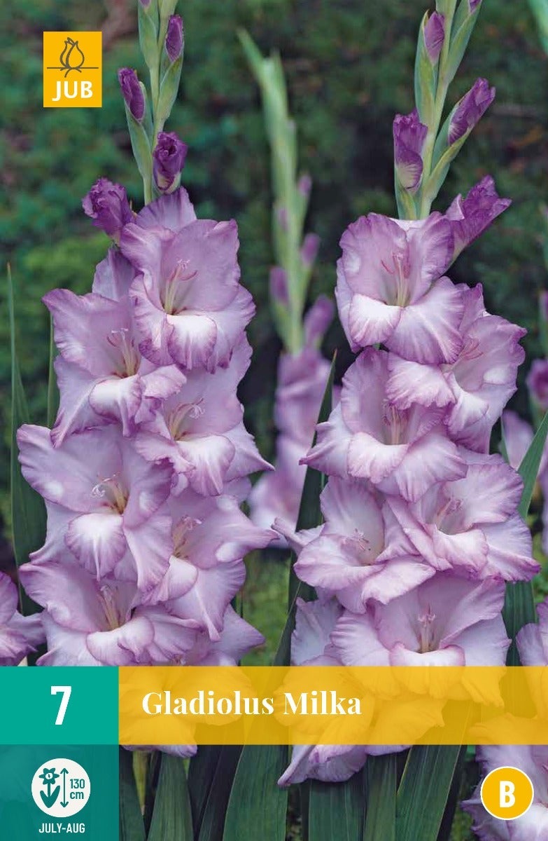 Gladiolus Milka