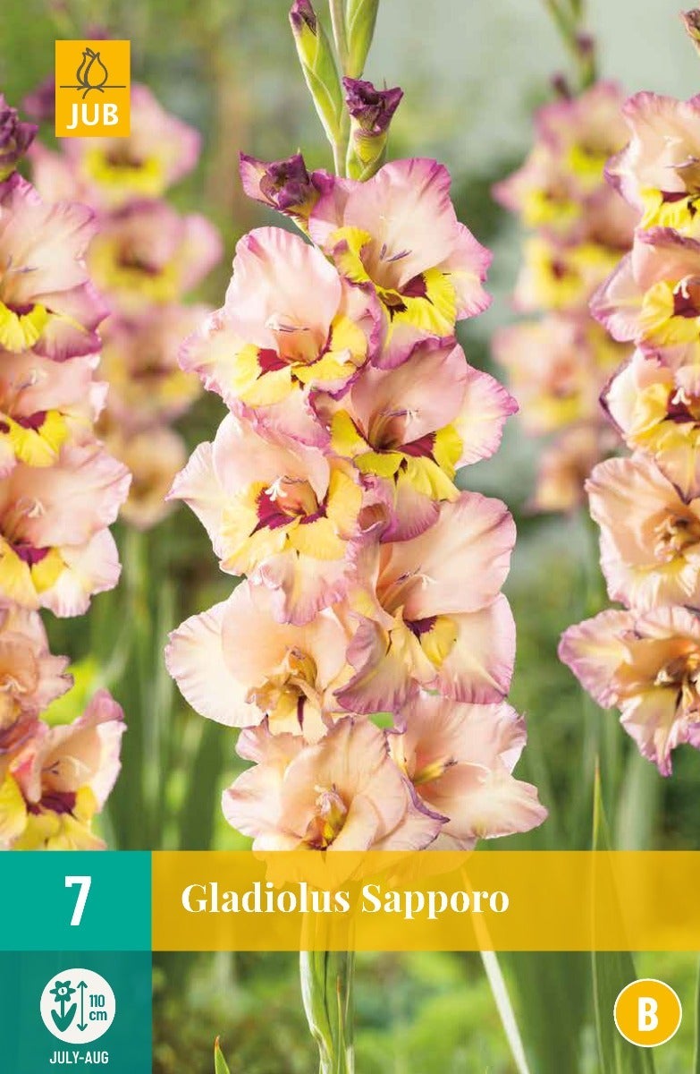 Gladiolus Sapporo