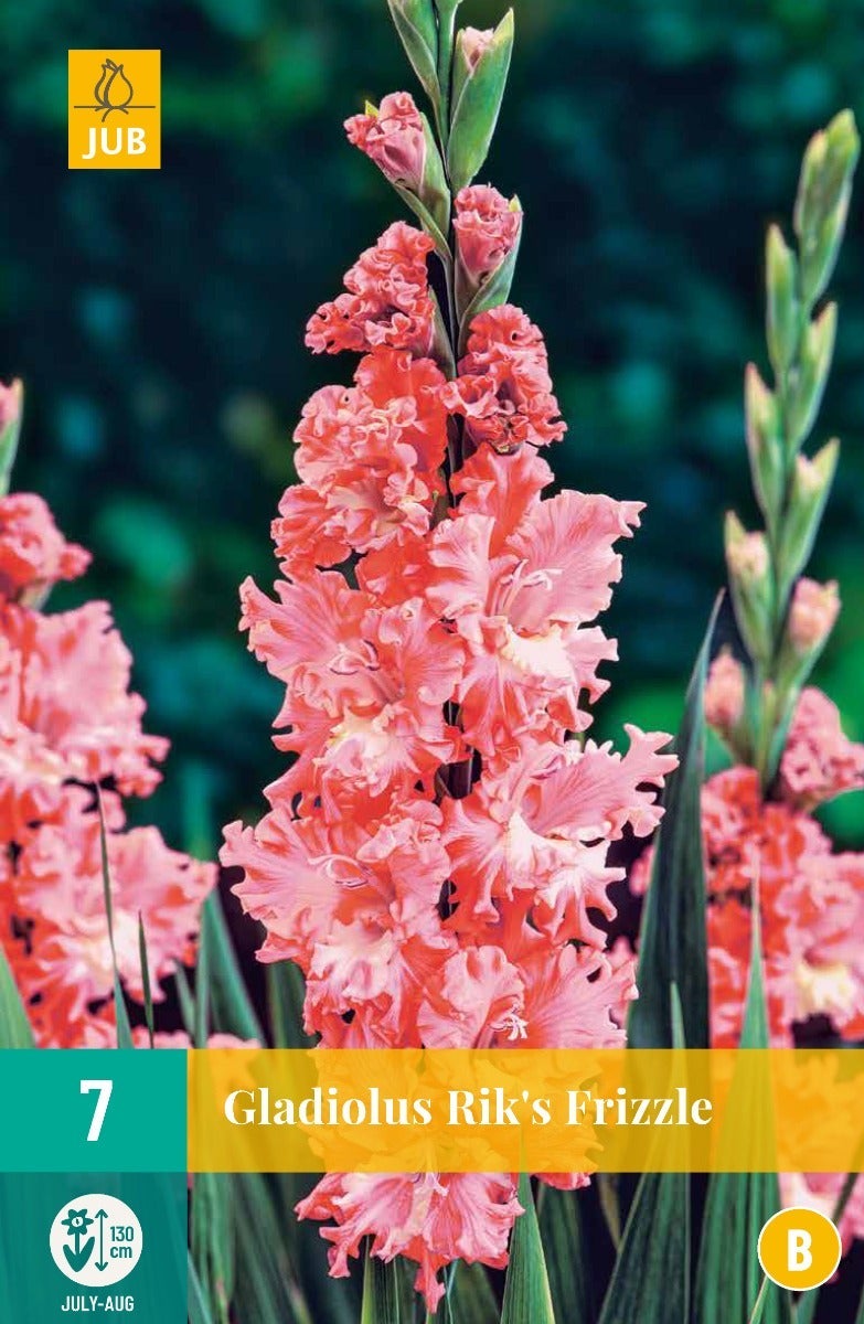 Gladiolus Rik'S Frizzle