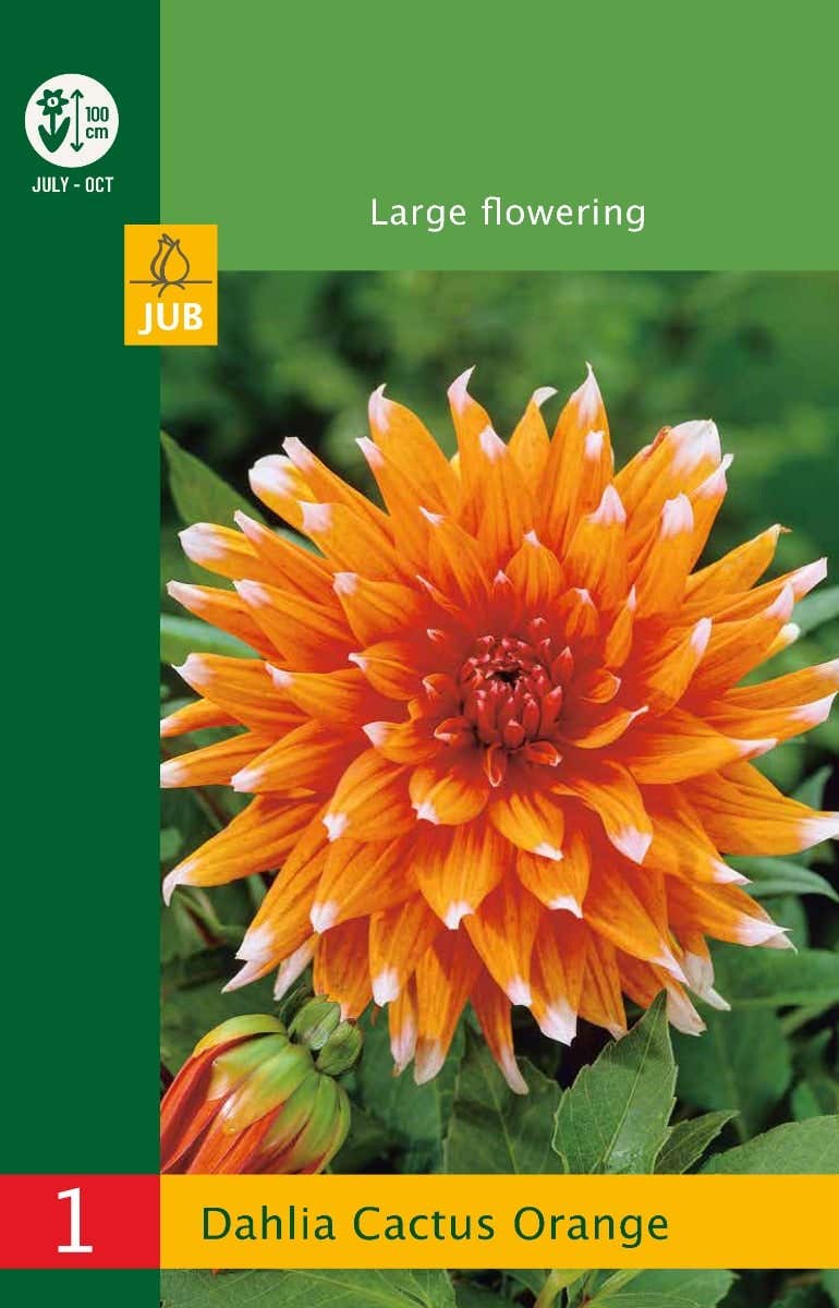 Low Budget Dahlia Cactus Orange