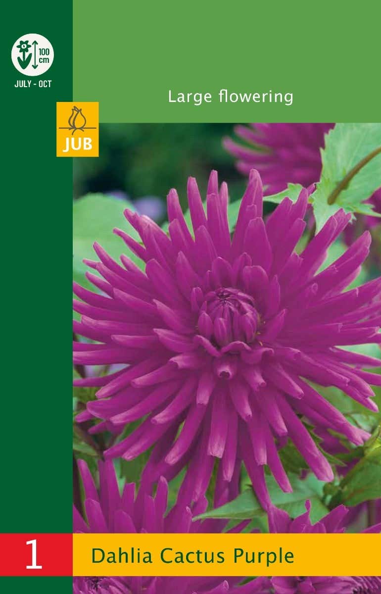 Low Budget Dahlia Cactus Purple