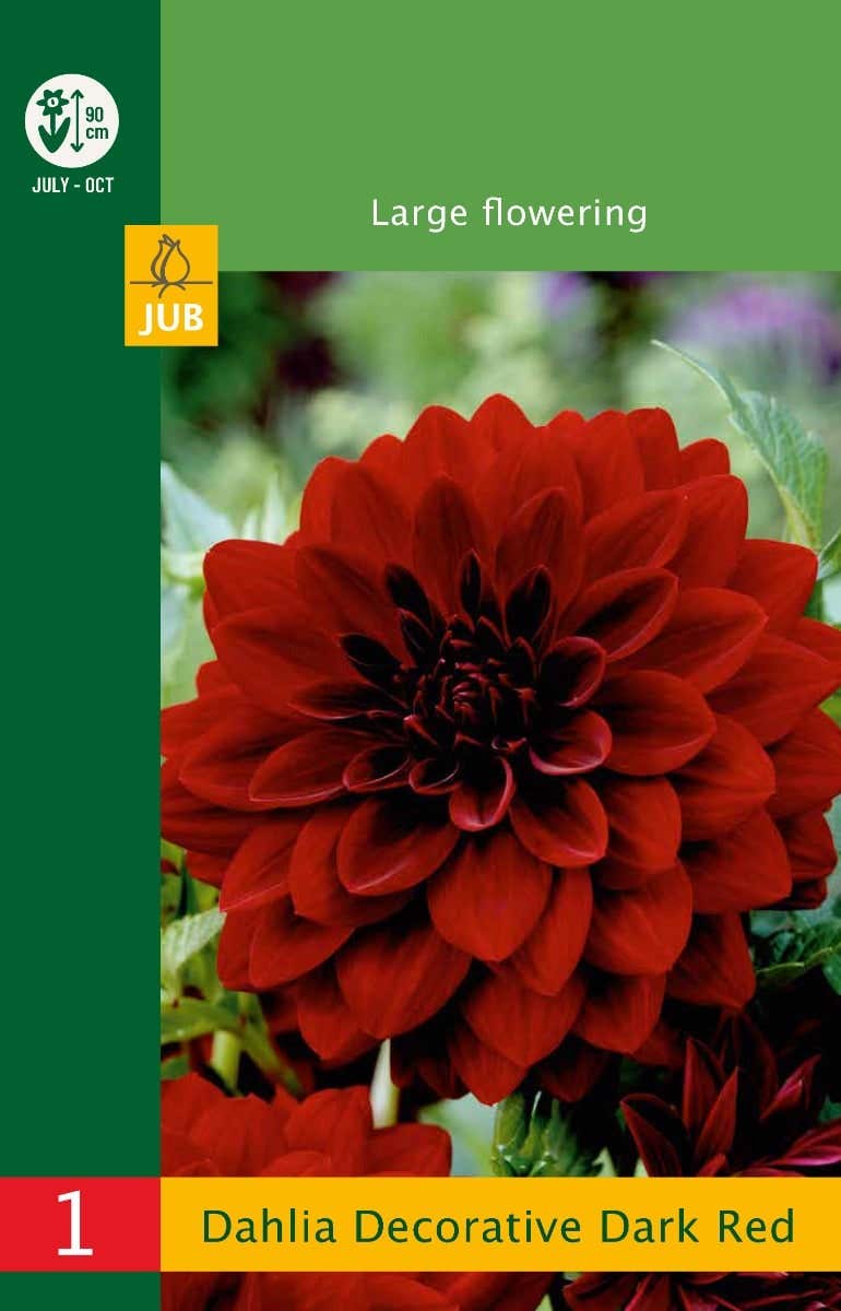 Low Budget Dahlia Decorative Dark Red