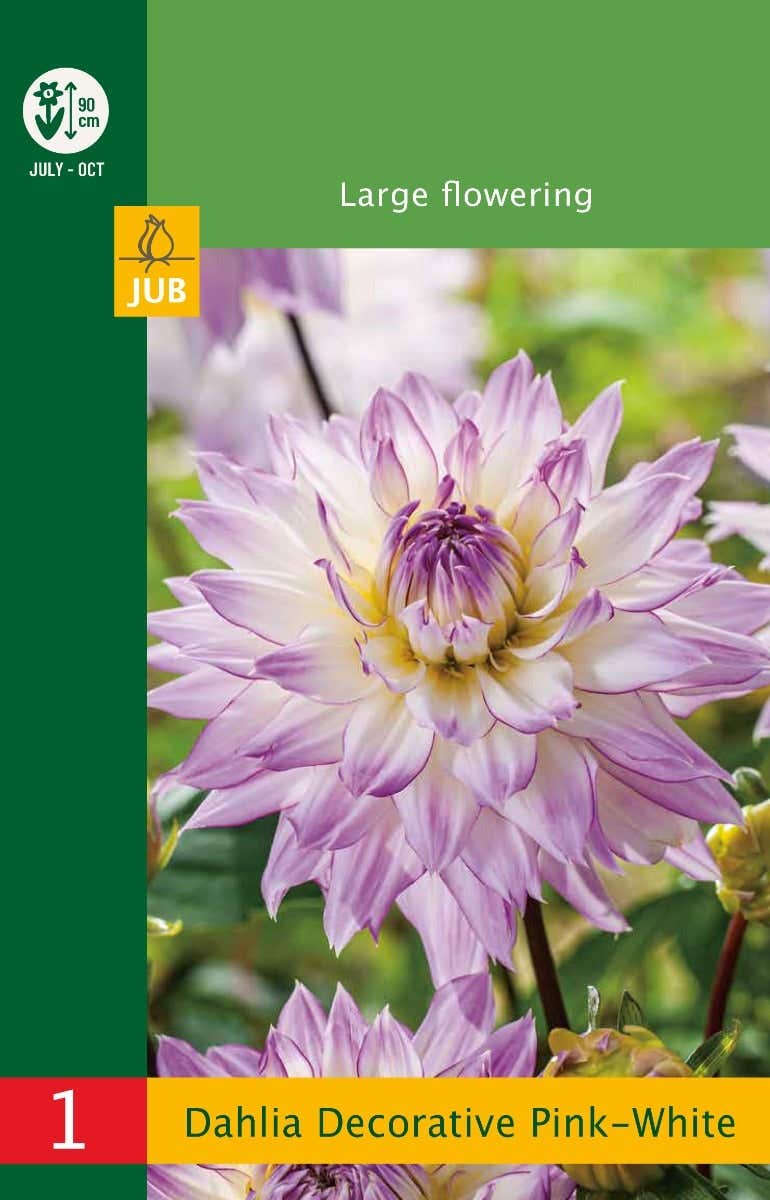 Low Budget Dahlia Decorative Pink-White