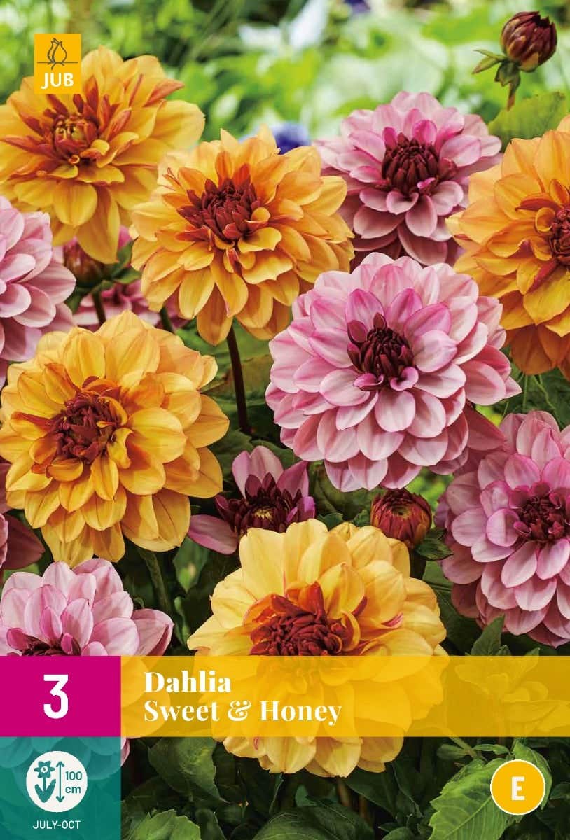 Dahlia Sweet & Honey