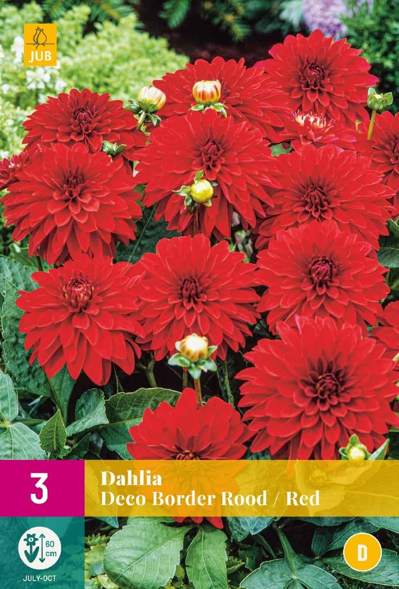 Dahlia Deco Border Rood