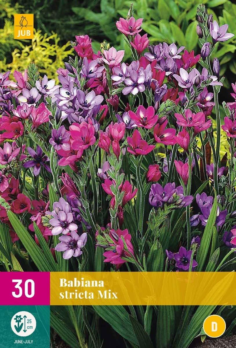 Babiana Stricta Mix 30 stuks
