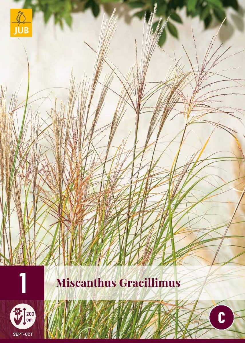 Miscanthus Gracillimus