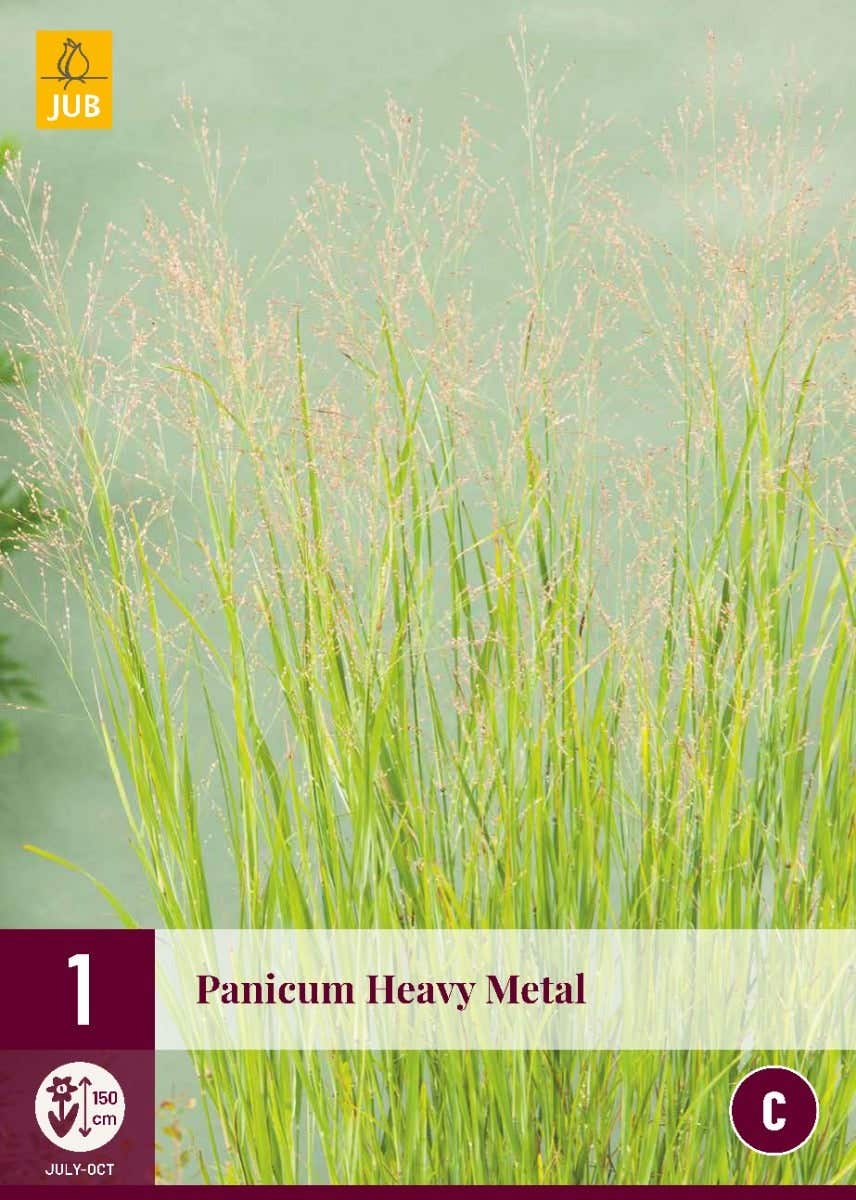 Panicum Heavy Metal