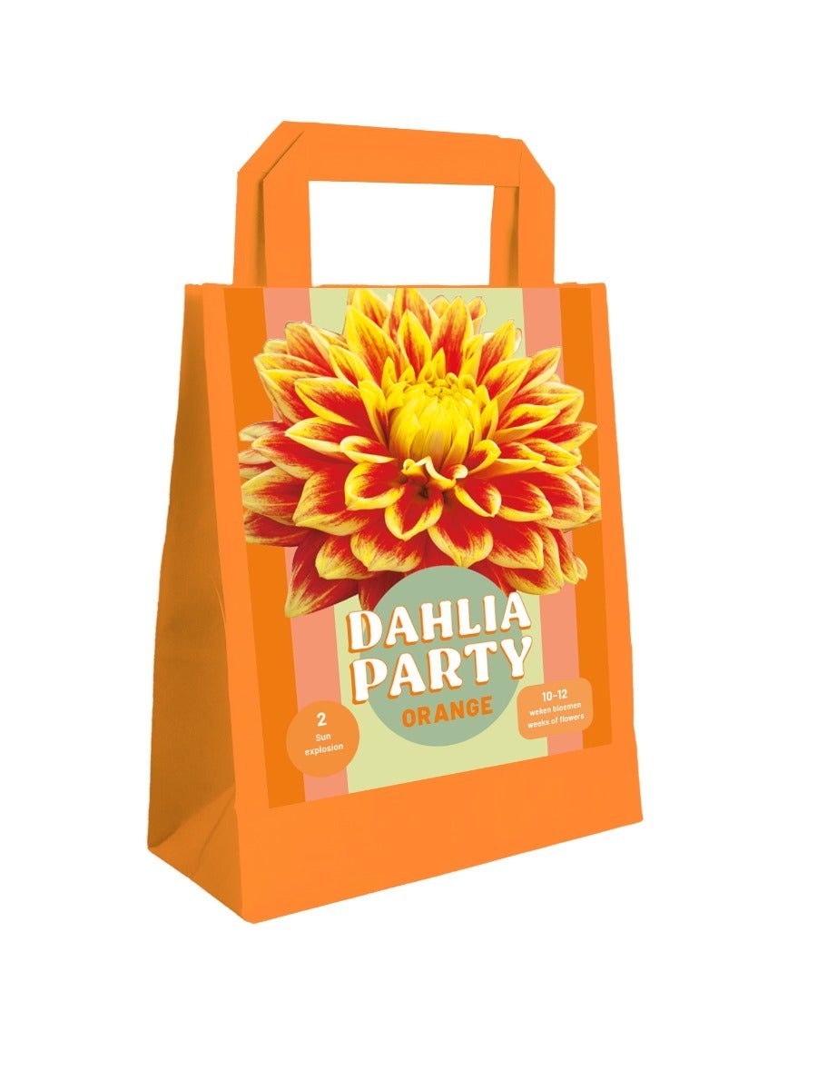 Zak 2 Dahlia Party Orange