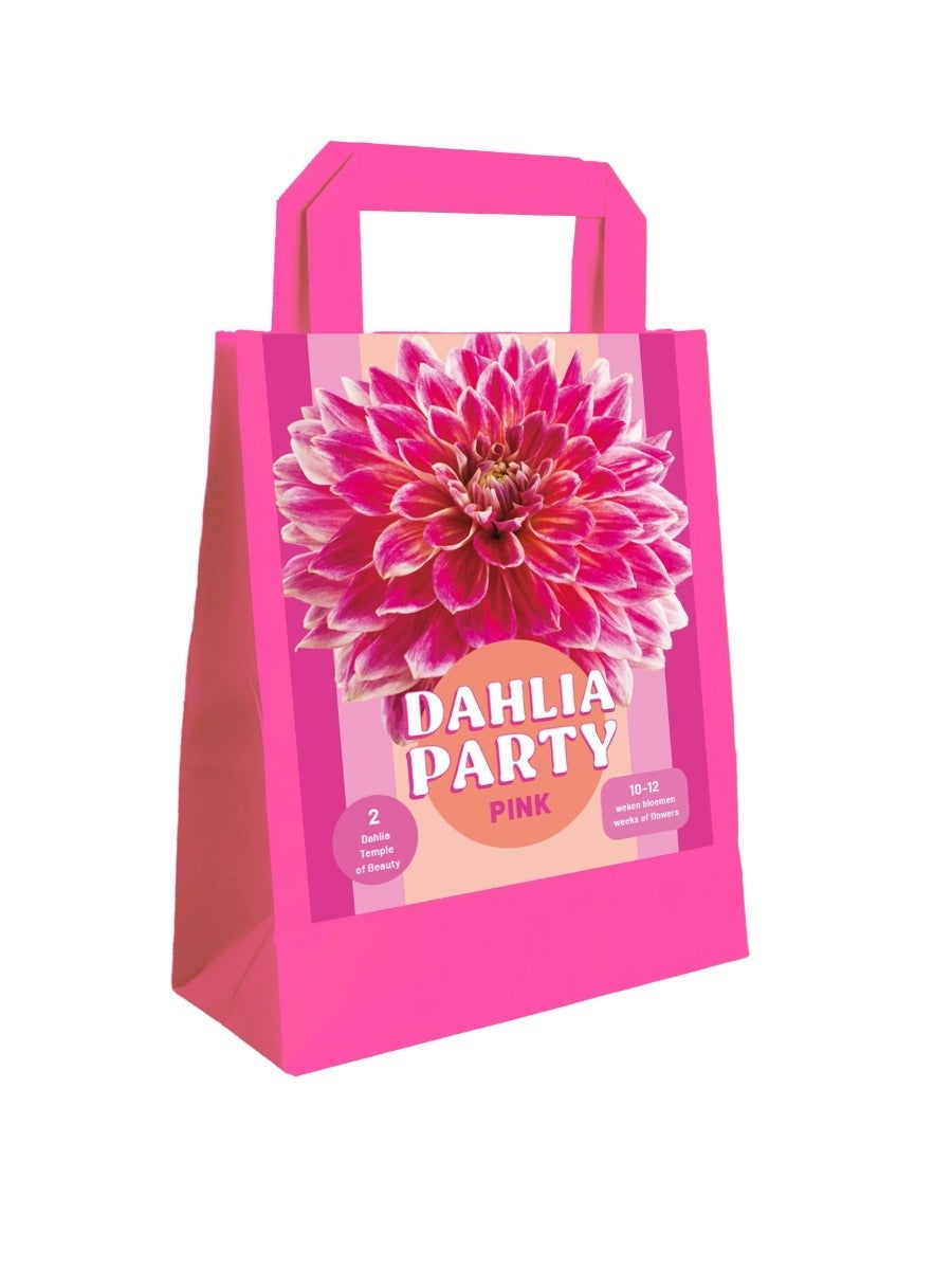 Zak 2 Dahlia Party Pink