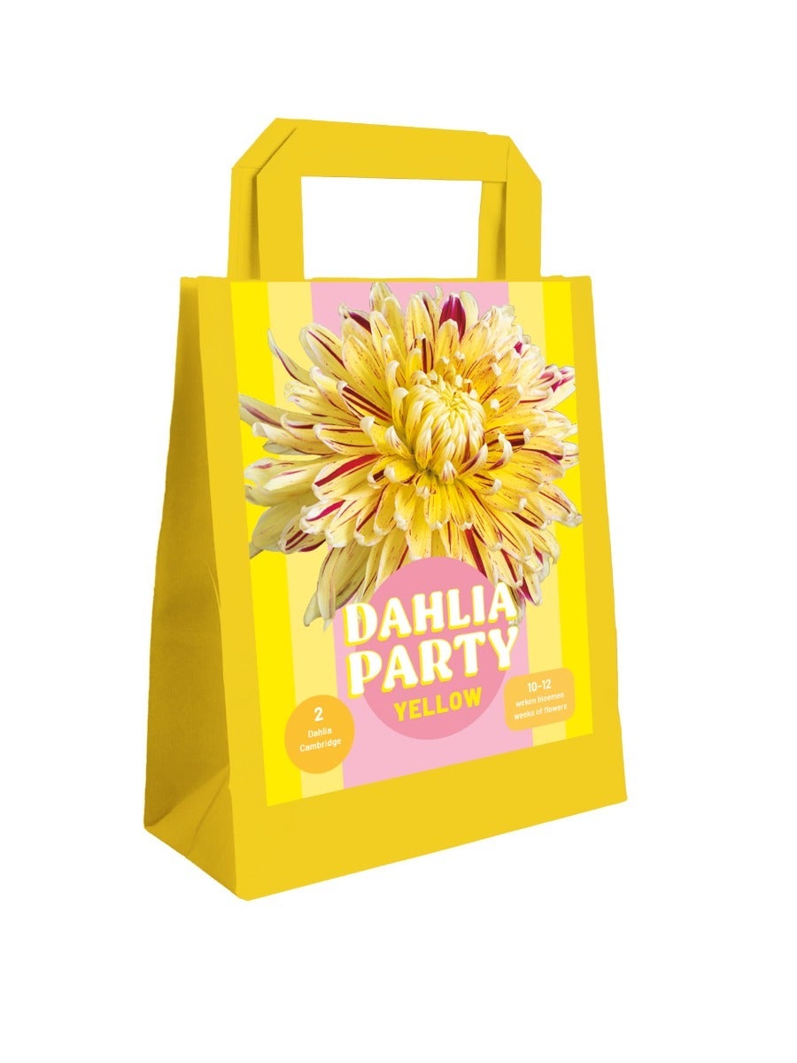 Zak 2 Dahlia Party Yellow