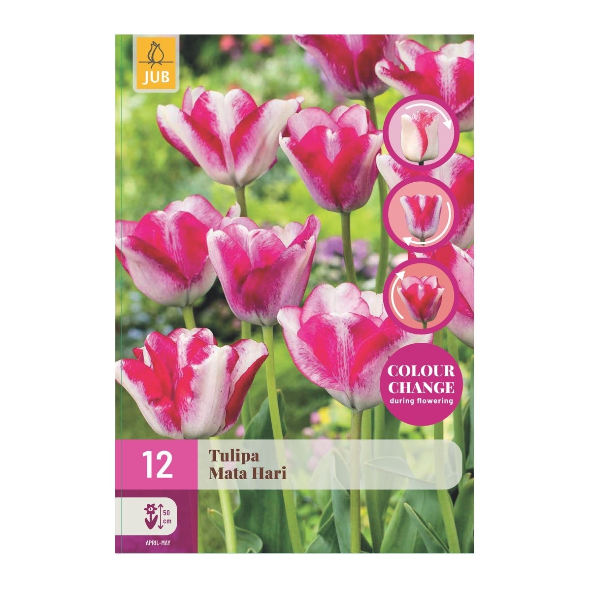 JUB Holland Bloembollen Tulp (Tulipa 'Mata Hari') 12 stuks
