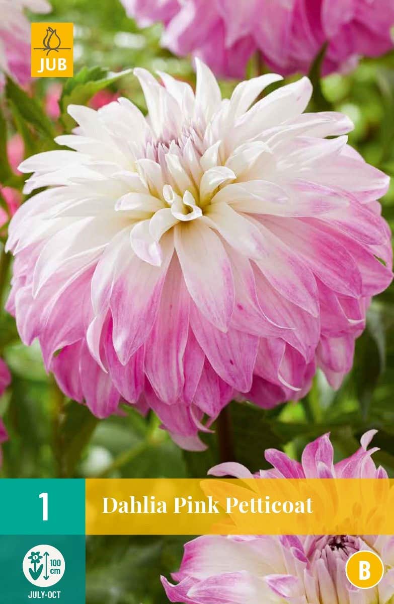 Dahlia Pink Petticoat