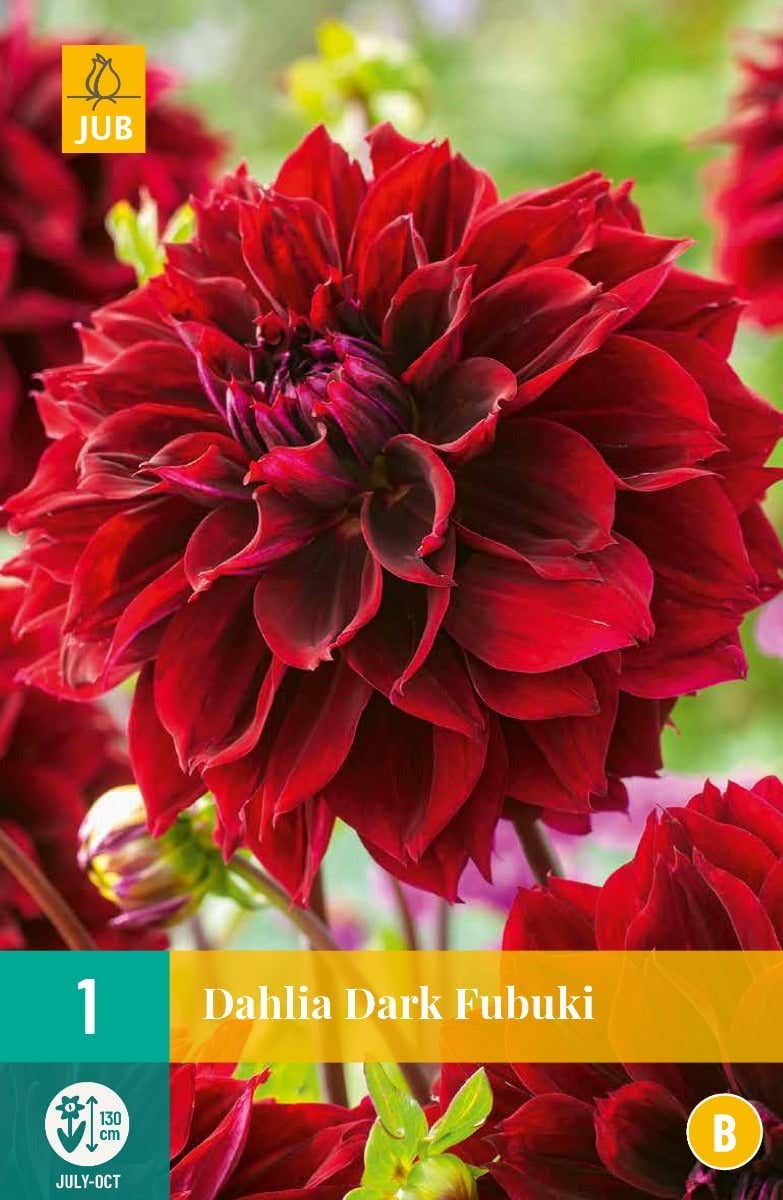 Dahlia Dark Fubuki