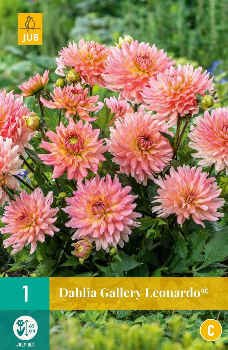 Dahlia Gallery Leonardo®