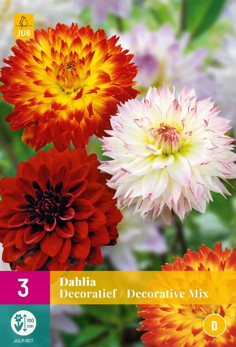 Dahlia Decoratief Mix