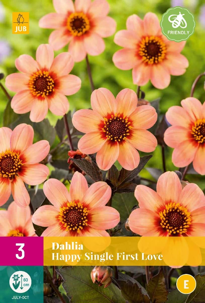 Dahlia Happy Single First Love