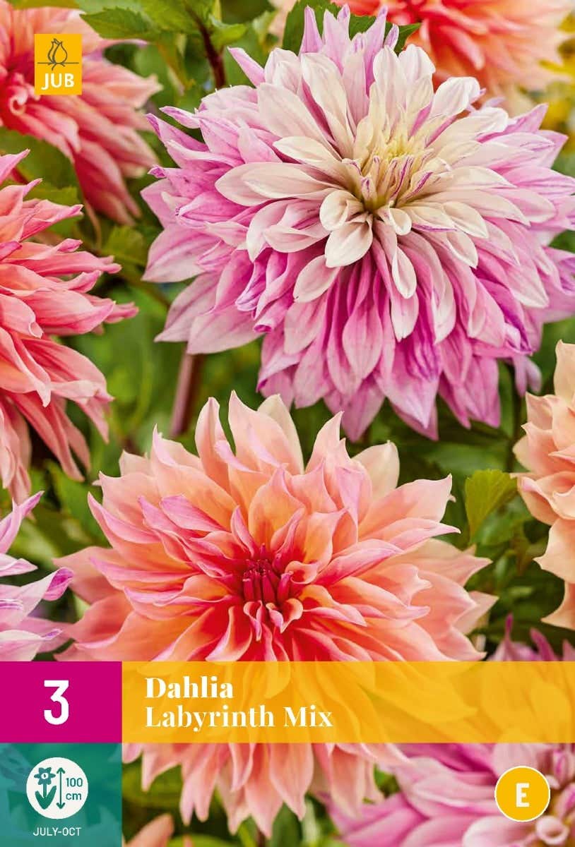 Dahlia Labyrinth Mix