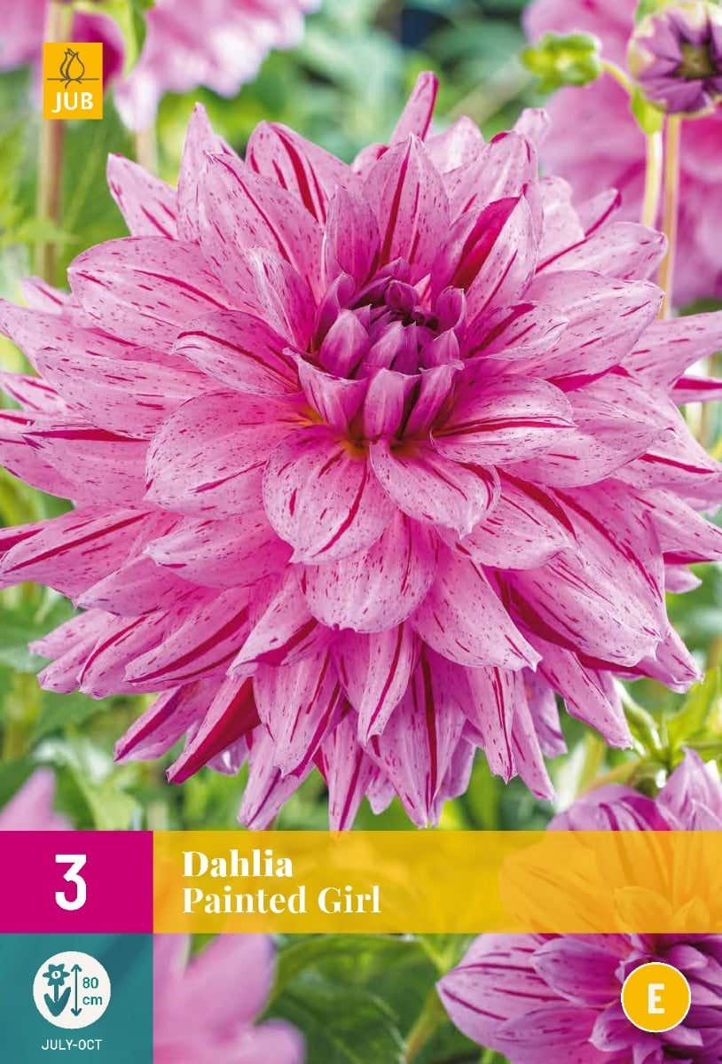 Dahlia Painted Girl