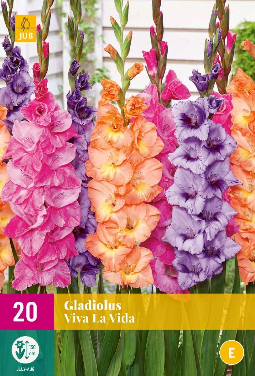Gladiolus Viva La Vida